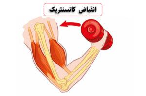 انقباض کانسنتریک