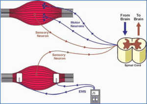 عضله سازی با ایکس بادی؛ آیا EMS واقعاً باعث افزایش حجم عضلات میشود؟ 1 Stimulation of motor neuron EMSafferent and efferent impulse