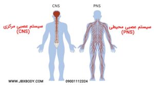 عضله سازی با ایکس بادی؛ آیا EMS واقعاً باعث افزایش حجم عضلات میشود؟ 2 سیستم عصبی محیطی و مرکزی