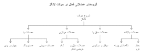 اینفوگرافیک آناتومی و گروه های عضلانی فعال در لانگز