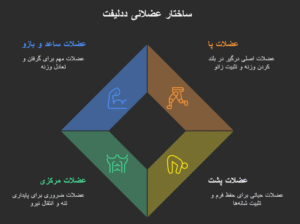 اینفوگرافیک گروه های عضلانی در ددلیفت